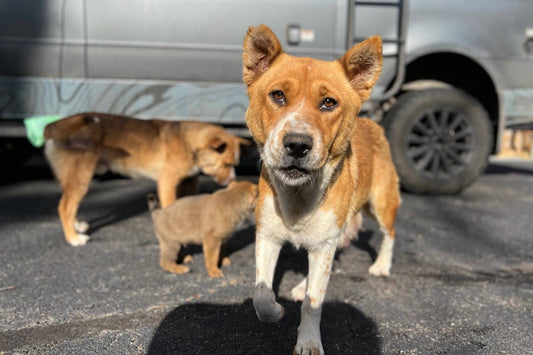 Rescue Mode: Using a camper van to save family of stray dogs