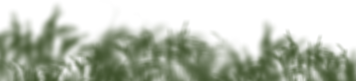 Blurred green foliage background for adventure travel and vanlife themes